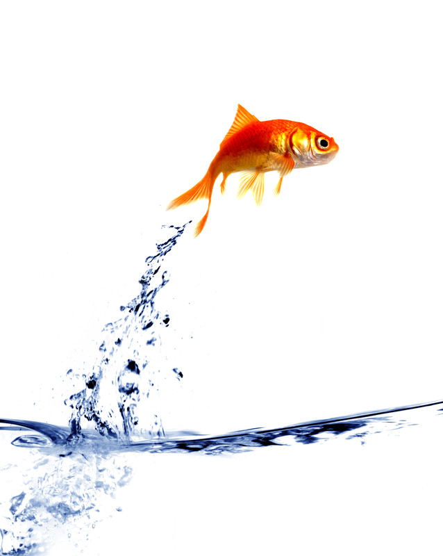 Fish 
